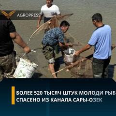 Более 520 тысяч штук молоди рыб спасено из канала Сары-озек
