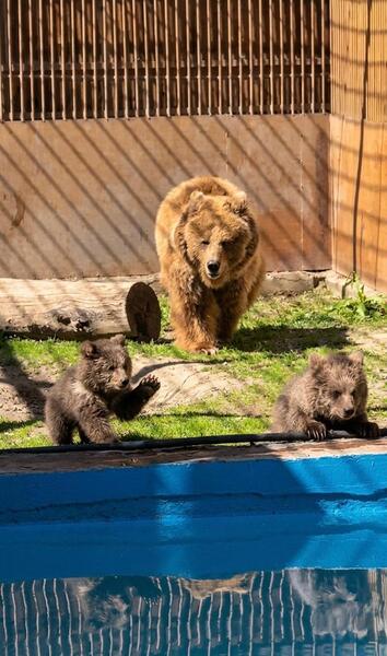 В Алматинском зоопарке родились краснокнижные медвежата