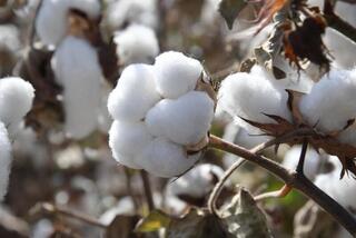470 ТЫСЯЧ ТОНН ХЛОПКА ПЛАНИРУЕТСЯ СОБРАТЬ В ТУРКЕСТАНСКОЙ ОБЛАСТИ В ЭТОМ ГОДУ