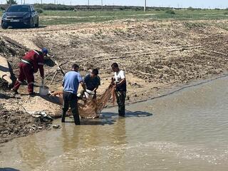 Более 100 тыс штук молоди рыб спасено на канале Сары-озек