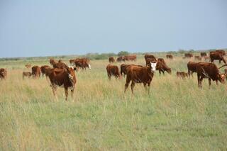 Более половины сельхозпродукции Жамбылской области обеспечивает животноводство
