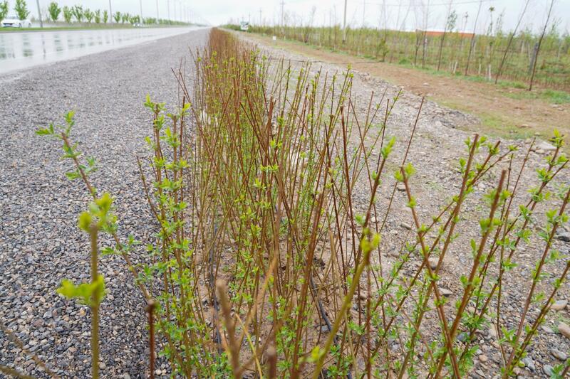В ТУРКЕСТАНЕ ОБСУДИЛИ ХОД СОЗДАНИЯ ЭКОПАРКА