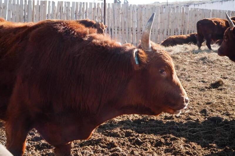 Мясной кластер мощностью свыше 37 тыс. голов формируется в Акмолинской области