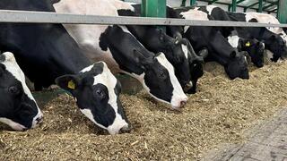 15 новых инвестпроектов в сфере животноводства стартуют в Костанайской области в 2026 году