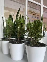 В Алматинской области высажено свыше 76 тысяч деревьев в рамках поручения Президента РК