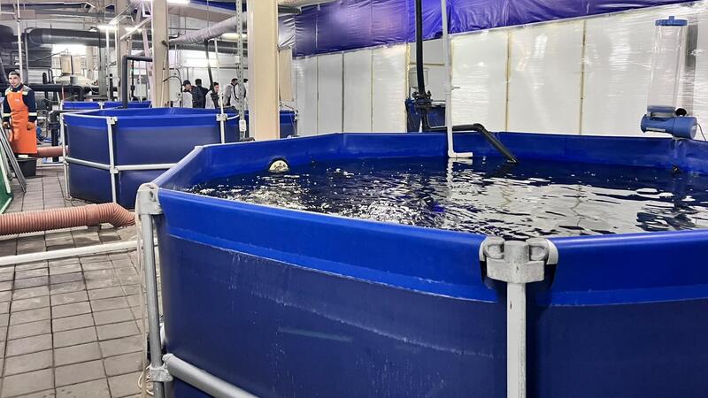 От малька до чёрной икры: как выращивают осетровых в Карагандинской области