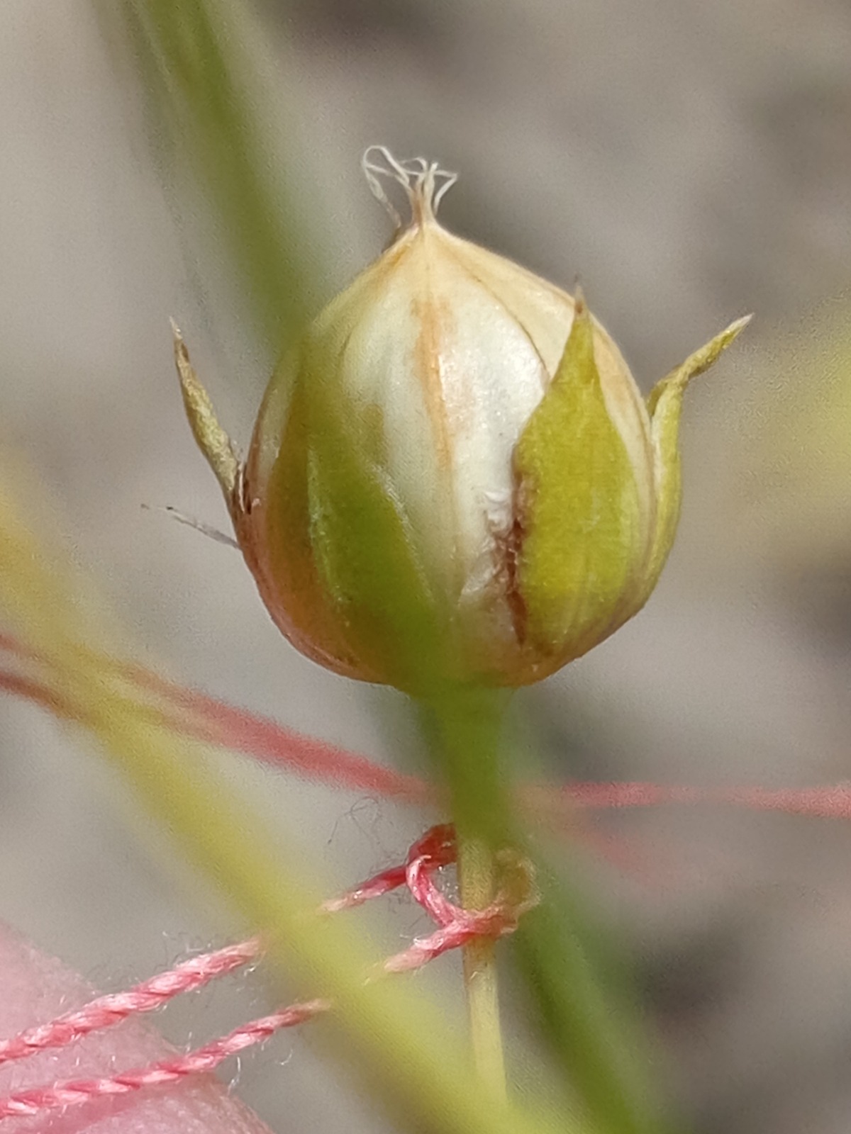 В Казахстане впервые ускорили селекцию льна: до четырёх поколений в год