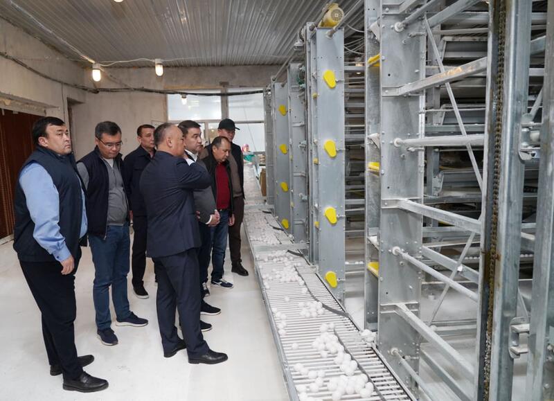 ТУРКЕСТАН: ПТИЦЕФАБРИКА В САРЫАГАШЕ ОБЕСПЕЧИВАЕТ РЕГИОН ОТЕЧЕСТВЕННОЙ ПРОДУКЦИЕЙ