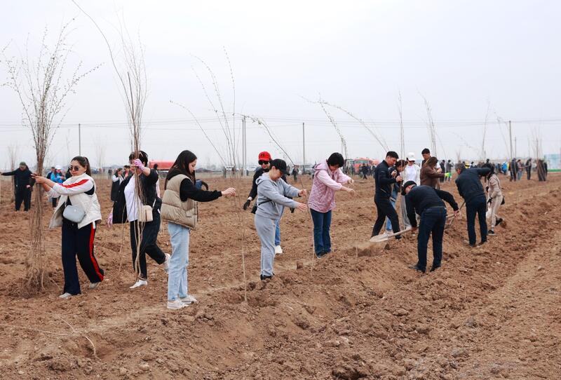 Таза Қазақстан: в Таразе высажено 10 тысяч деревьев
