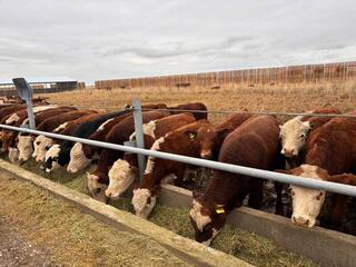 Откормочную площадку на 5 тысяч голов КРС запустили в области Абай