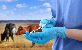 В регионе ведется массовая вакцинация животных против опасных болезней