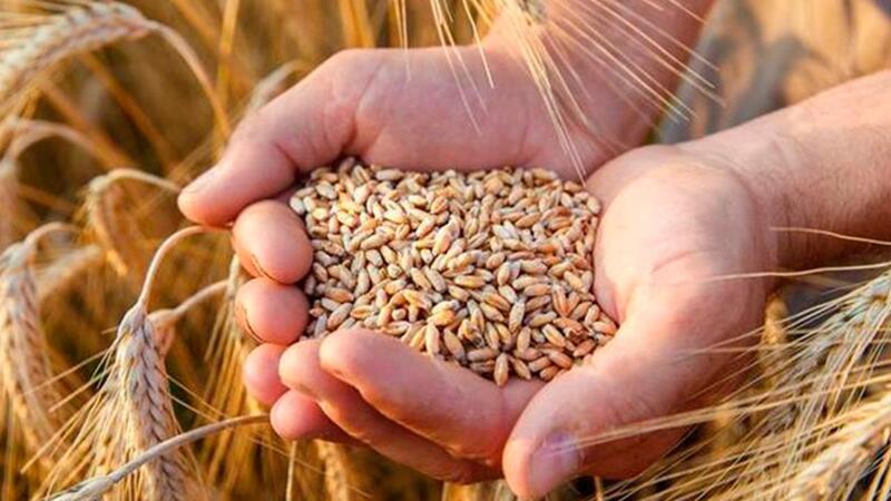 Проект по производству 12,7 тыс. тонн донатов и хлебцев реализуется в Северо-Казахстанской области