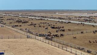 Откормочный комплекс на 50 тысяч голов КРС запустят в Туркестанской области в июле 2026 года