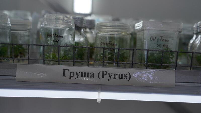 В Казахстане создают первый маточник безвирусных подвоев яблони