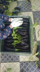 Первый урожай баклажанов собран в Туркестанской области