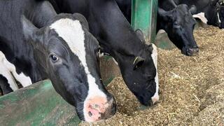 Внесены изменения в Правила субсидирования развития племенного животноводства, повышения продуктивности и качества продукции животноводства