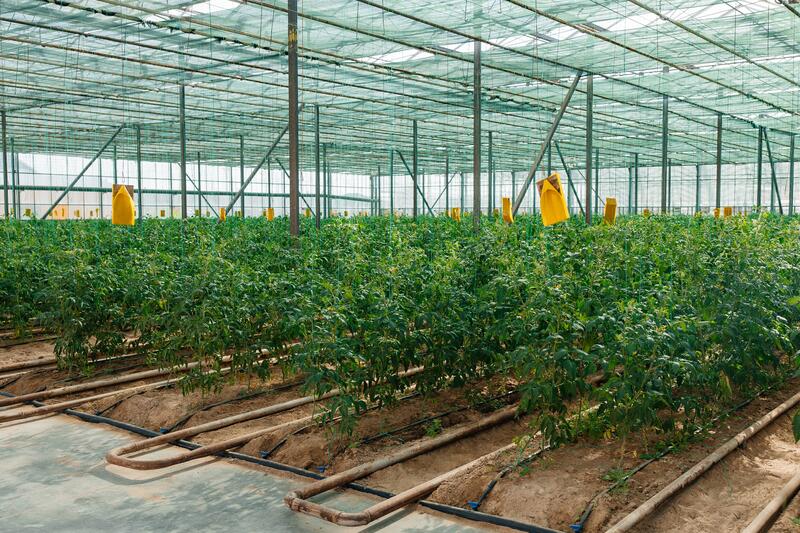 Атырау өнімі: атырауская семья производит тысячи тонн овощей в год