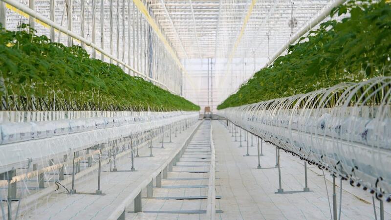 ХОД РЕАЛИЗАЦИИ АГРОПРОМЫШЛЕННЫХ ПРОЕКТОВ В ТУРКЕСТАНСКОЙ ОБЛАСТИ НАХОДИТСЯ ПОД ПРИСТАЛЬНЫМ ВНИМАНИЕМ