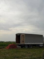 В Туркестанской области собирают лук и готовятся к уборке капусты