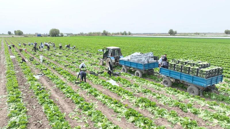 Аграрии Туркестанской области экспортировали в Россию раннеспелую капусту