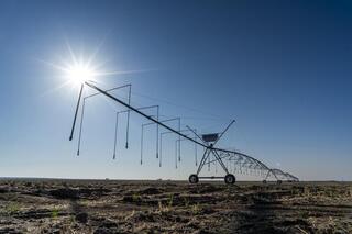 Аграрии Жетісу реализуют проект по выращиванию кормов, используя влагосберегающие технологии