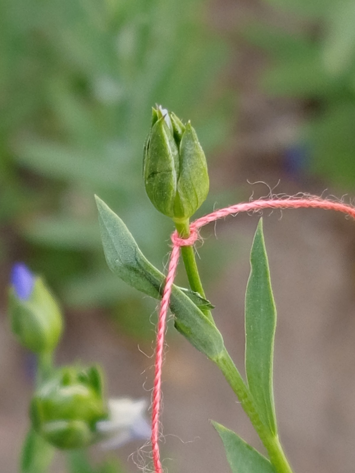 В Казахстане впервые ускорили селекцию льна: до четырёх поколений в год