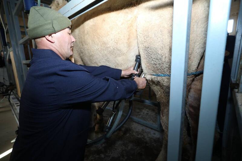 Нурдаулет Килыбай ознакомился с работой первого в Казахстане автоматизированного цеха по доению верблюдов.