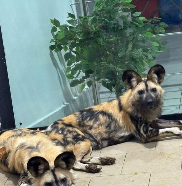 Краснокнижные гиены и гиеновидные собаки появились в Карагандинском зоопарке