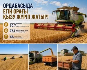 ТҮРКІСТАН: ОРДАБАСЫДА 46 МЫҢ ТОННА АСТЫҚ ҚАМБАҒА ЖИНАЛДЫ