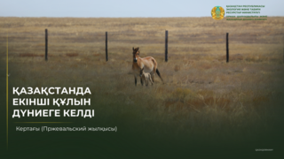 В Казахстане родился второй жеребенок Кертагы (лошади Пржевальского)