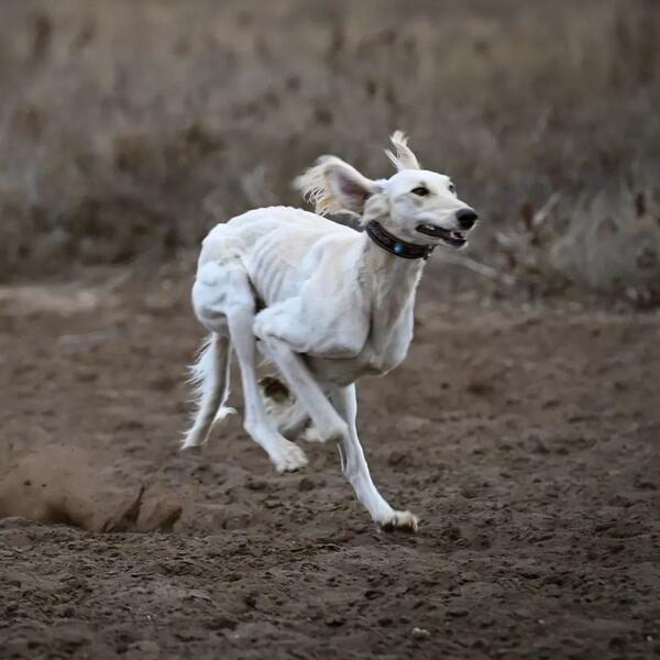 В Актобе отметили День «Салбурын», посвященный национальным видам спорта