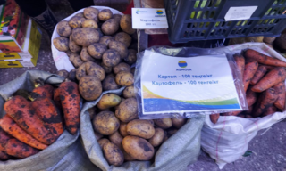 В Акмолинской области заключены договора на поставку свыше 5 тысяч тонн овощной продукции