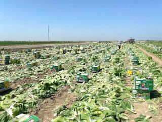 Туркестанские аграрии экспортировали первую партию капусты в Россию