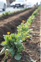 ТУРКЕСТАН: ЦЕНТРАЛЬНУЮ УЛИЦУ МЫРЗАКЕНТА УКРАШАЮТ ЦВЕТАМИ