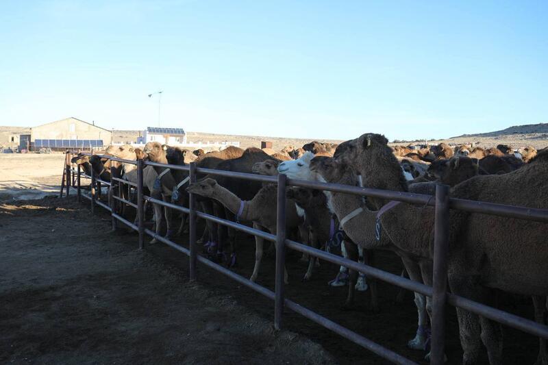 Нурдаулет Килыбай ознакомился с работой первого в Казахстане автоматизированного цеха по доению верблюдов.