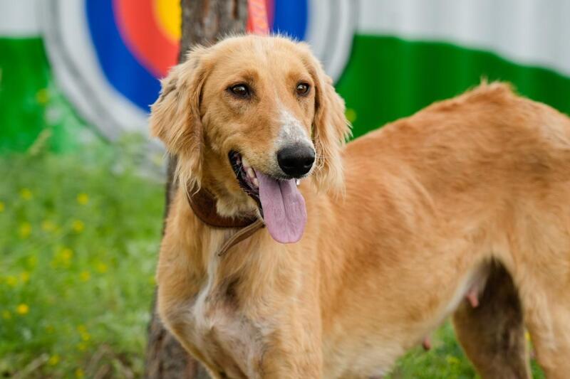 Этноаул «JETI QAZYNA» открыли в Астане