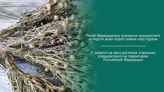 О запрете на ввоз растения «гармала» («адыраспан») на территорию Российской Федерации