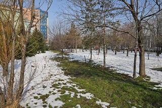 Алматинские тепловые сети высадят 1770 новых деревьев в качестве компенсационной посадки