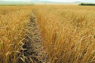 Реализация программы «Ауыл аманаты» в Восточном Казахстане