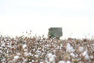ТУРКЕСТАН: В ЖЕТЫСАЕ СОБРАНО БОЛЕЕ 106 ТЫСЯЧ ТОНН ХЛОПКА