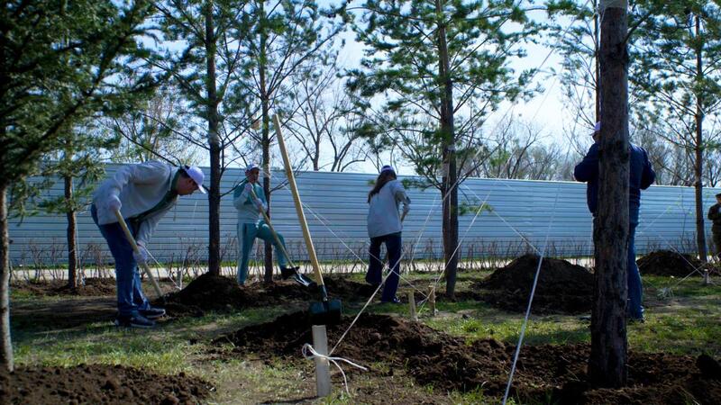 Сосны, яблони, груши: в районе Байконыр появится новый зелёный лес