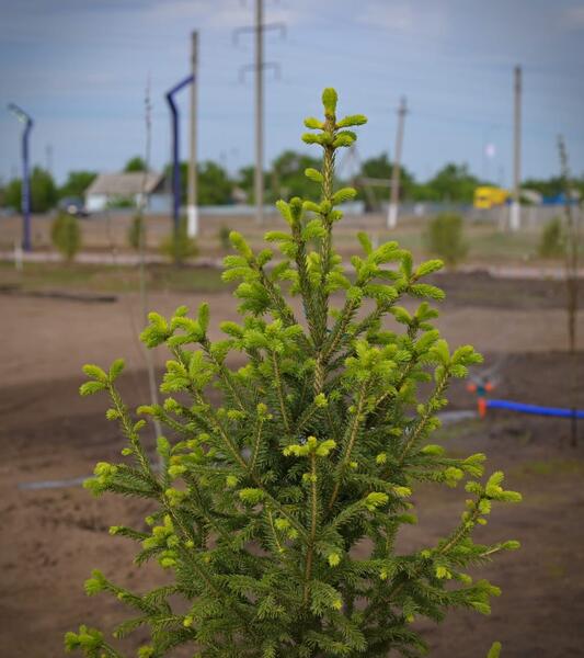 Аким области Асаин Байханов посетил с рабочей поездкой Щербактинский район