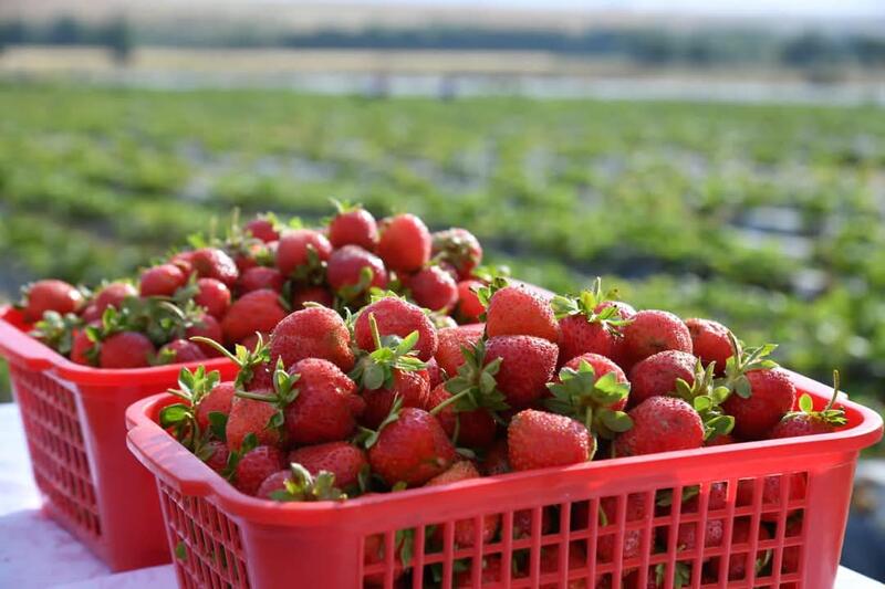 В ТУРКЕСТАНСКОЙ ОБЛАСТИ АКТИВНО ВЕДЕТСЯ ВЕСЕННЯЯ ПОСЕВНАЯ КАМПАНИЯ