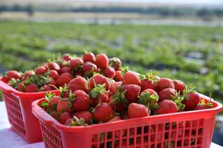 В ТУРКЕСТАНСКОЙ ОБЛАСТИ АКТИВНО ВЕДЕТСЯ ВЕСЕННЯЯ ПОСЕВНАЯ КАМПАНИЯ