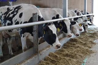 Казахстан расширяет экспорт животноводческой продукции