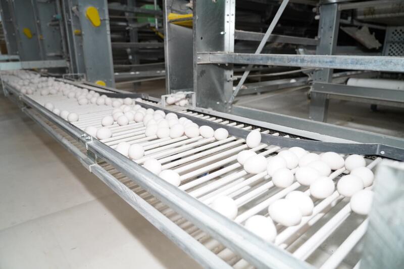 ТУРКЕСТАН: ПТИЦЕФАБРИКА В САРЫАГАШЕ ОБЕСПЕЧИВАЕТ РЕГИОН ОТЕЧЕСТВЕННОЙ ПРОДУКЦИЕЙ