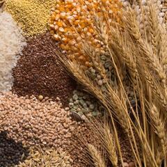 Рекомендации по торговой стратегии для производителей зерна, масличных и бобовых