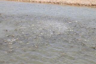 ТУРКЕСТАН: В ТОЛЕБИЙСКОМ РАЙОНЕ АКТИВНО РАЗВИВАЕТСЯ РЫБНОЕ ХОЗЯЙСТВО