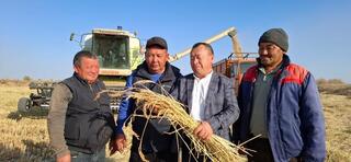 Аграрии Балхашского района собирают богатый урожай риса