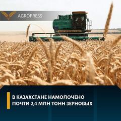 В Казахстане намолочено почти 2,4 млн тонн зерновых